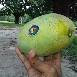 ফজলি ও ল্যাংড়া আম