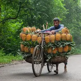 মধুপুরের আনারস