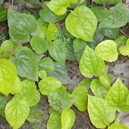 মহেশখালীর পান