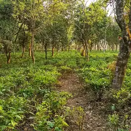 চা