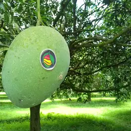 আম