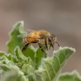 সুন্দরবনের মধু