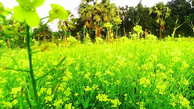 মহম্মদপুর