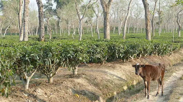 শ্রীমঙ্গলের চা বাগান