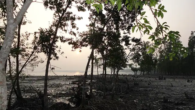 কচিখালী অভয়ারণ্য